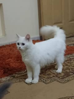 pesrion cat female age 1 year