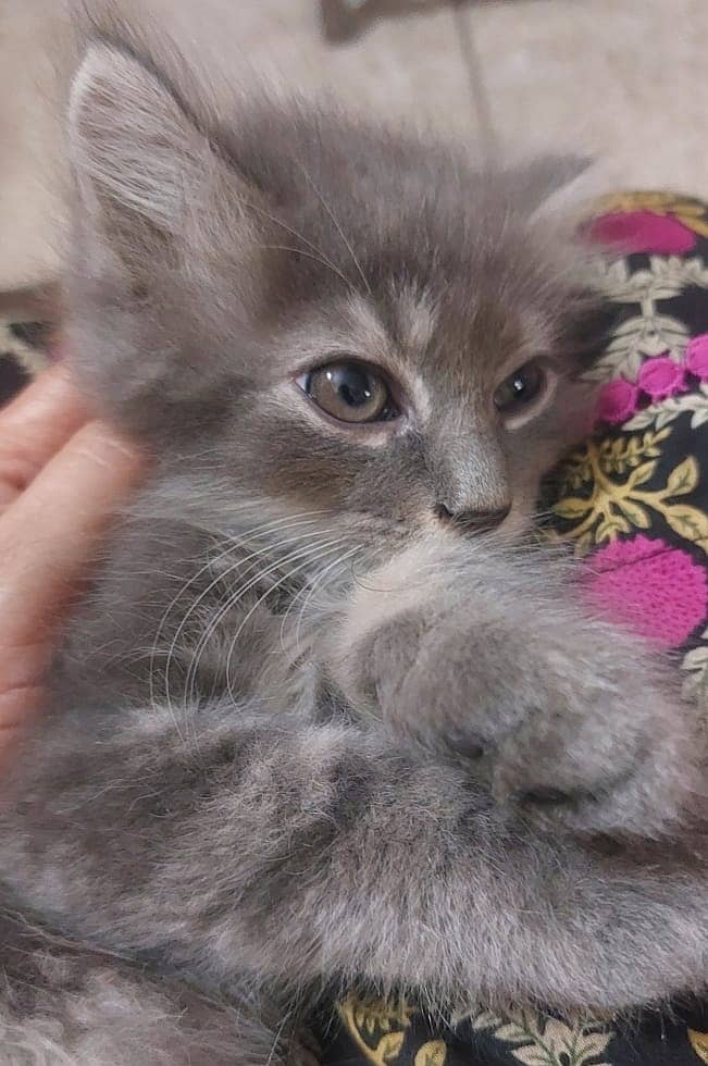 Persian Kitten | 45days Off whire &Grey Kitten male kitten 03008003560 2