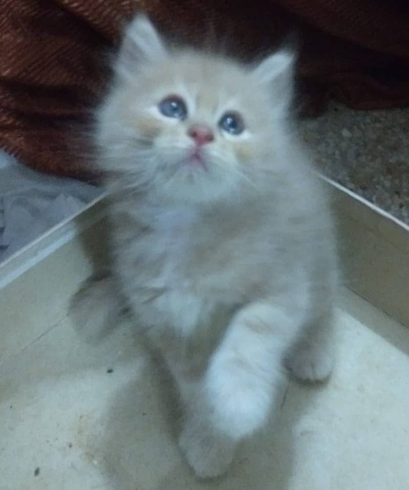 Persian Kitten | 45days Off whire &Grey Kitten male kitten 03008003560 5