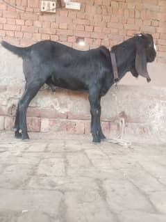 Male goat 0