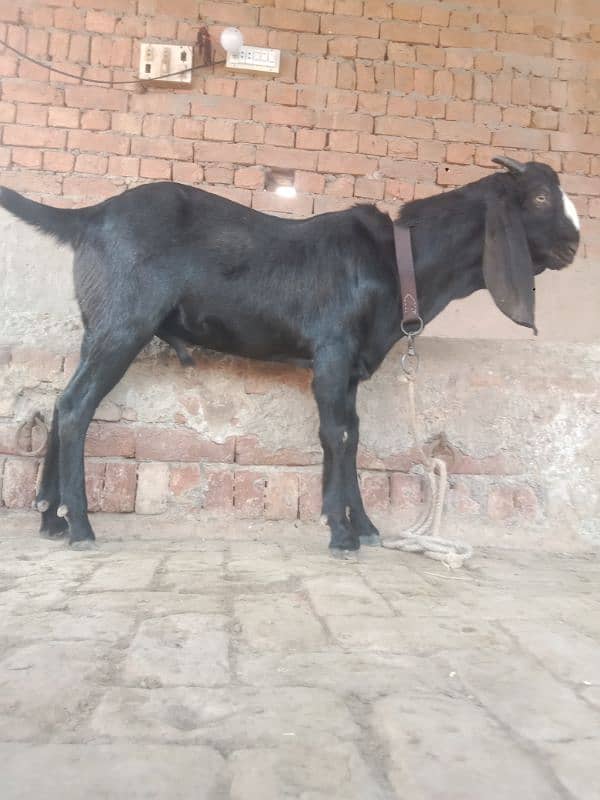 Male goat 1