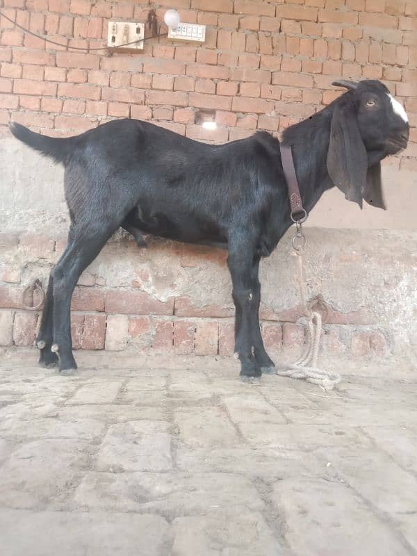 Male goat 2