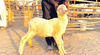 dumba or Bakra Available