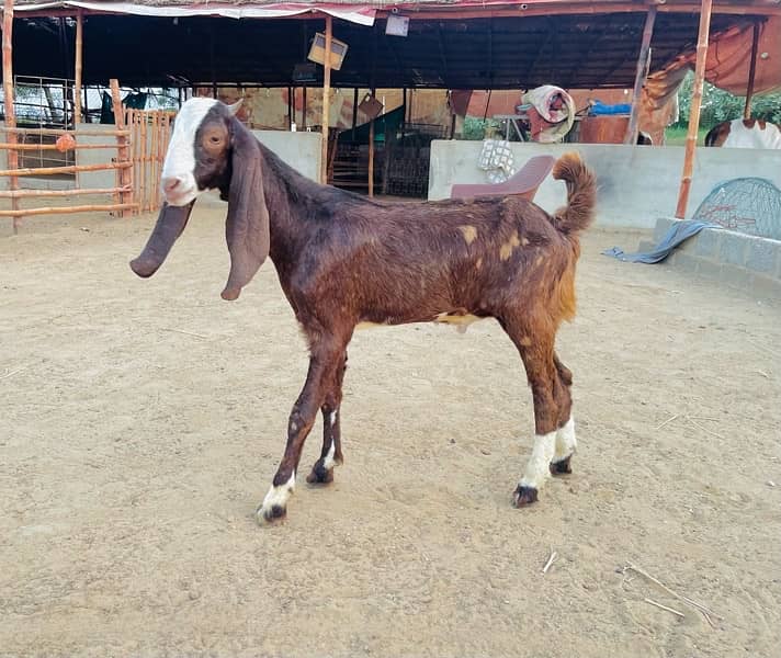 dumba or Bakra Available 1