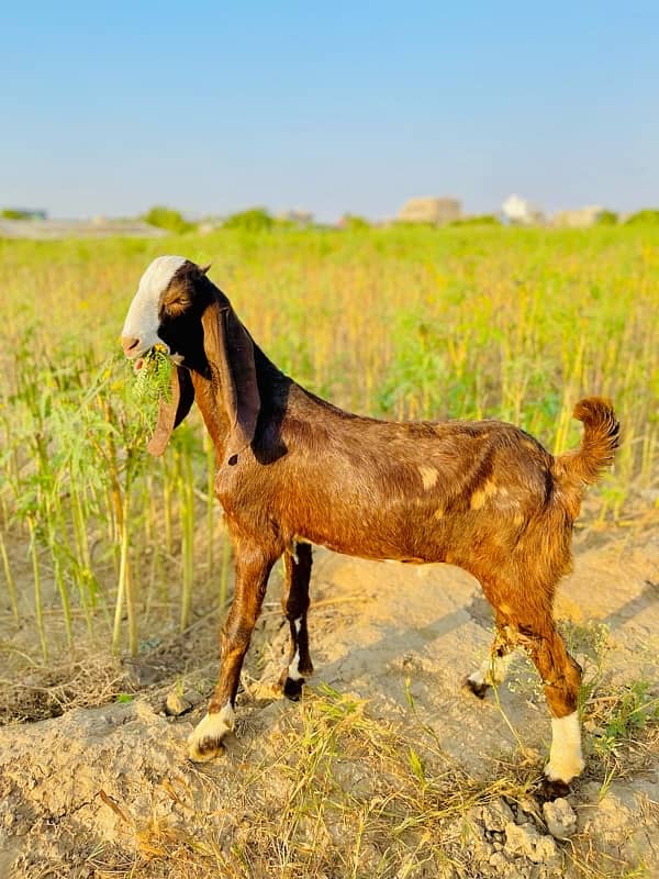 dumba or Bakra Available 2