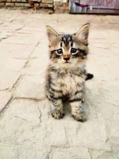 Male Russian tirpple coated Kitten