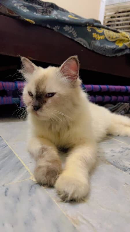 cat persian 0