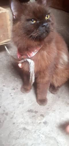 Russian cat age 8 month me num 03260302551