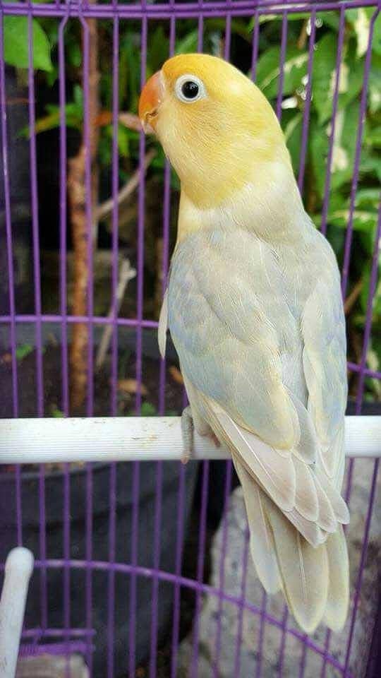 Albino red eye or albino black eye  ready to breed pairs with DNA 4