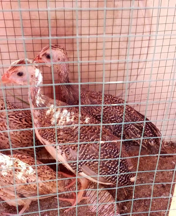 Guinea fawls 3 to 4 months chicks for sale 1