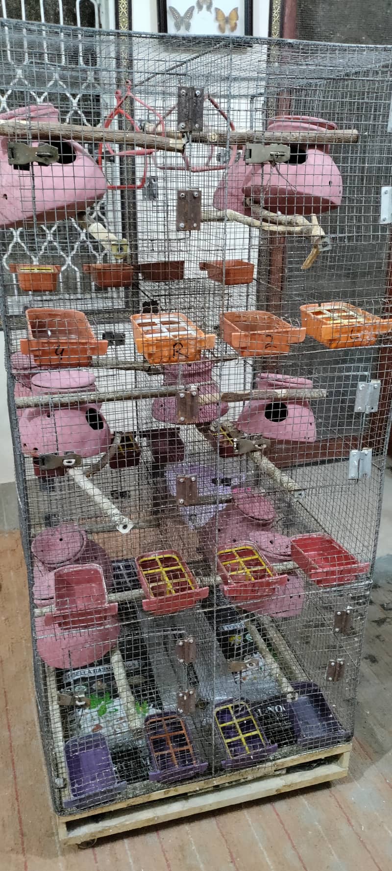 Budgies and Fischer Cage 12 Portion 8