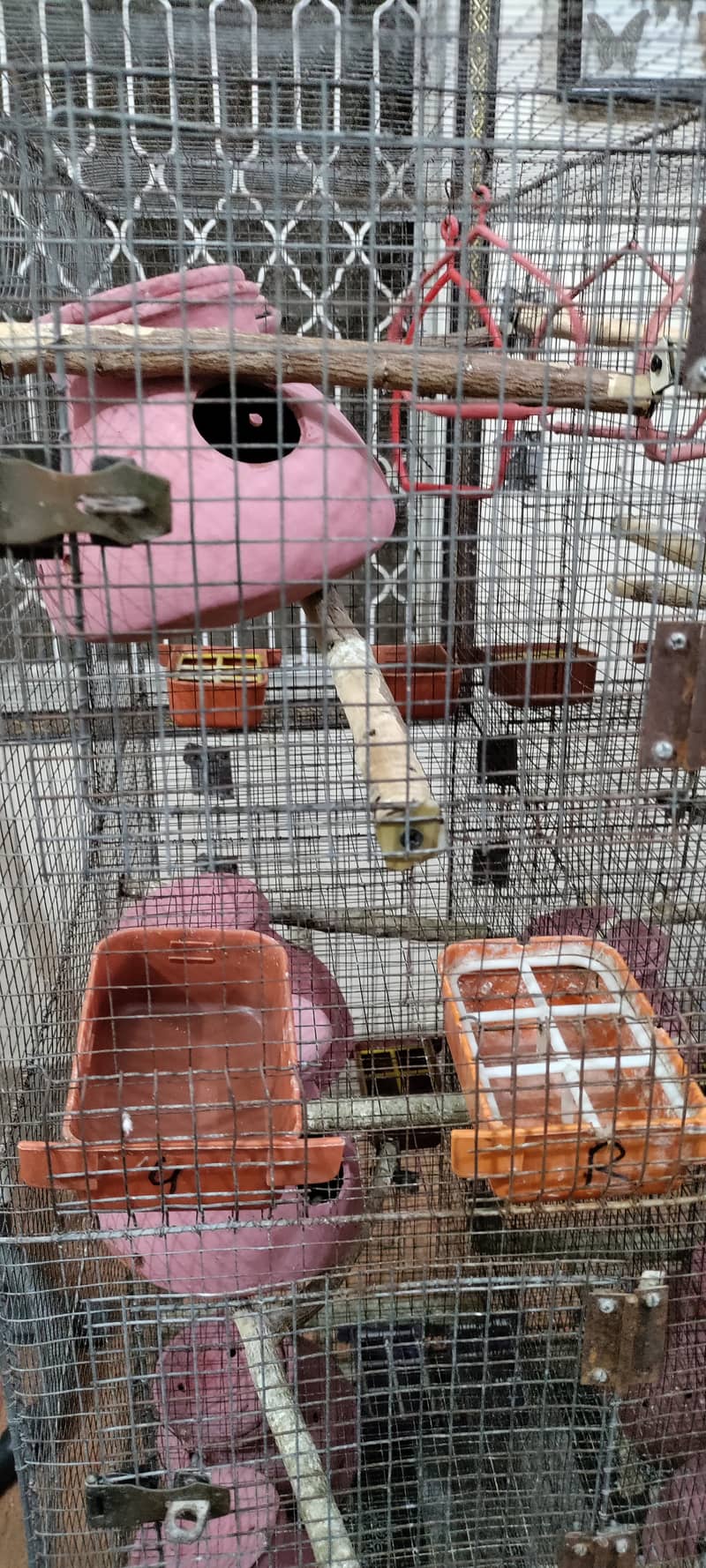 Budgies and Fischer Cage 12 Portion 9