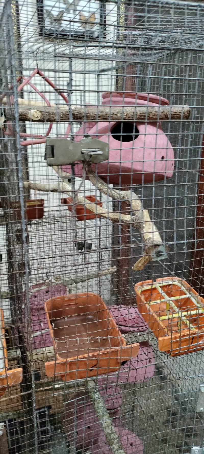 Budgies and Fischer Cage 12 Portion 6