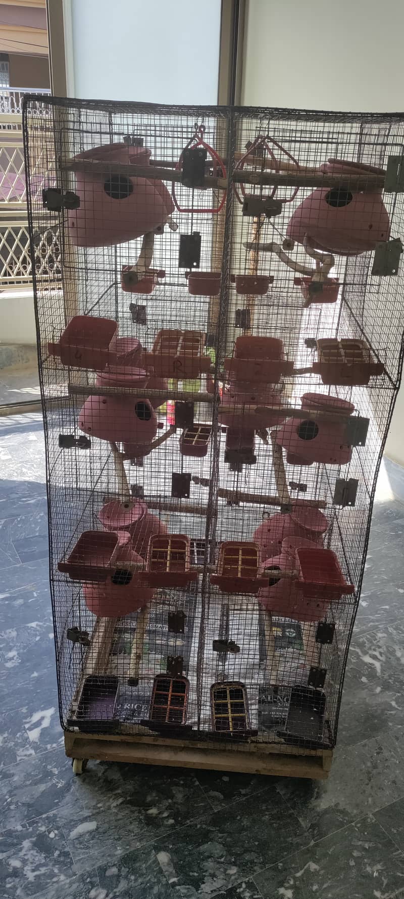 Budgies and Fischer Cage 12 Portion 7