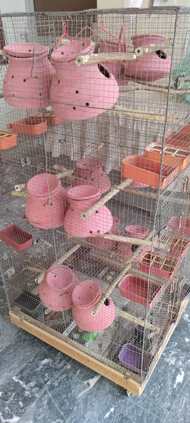 Budgies and Fischer Cage 12 Portion 1