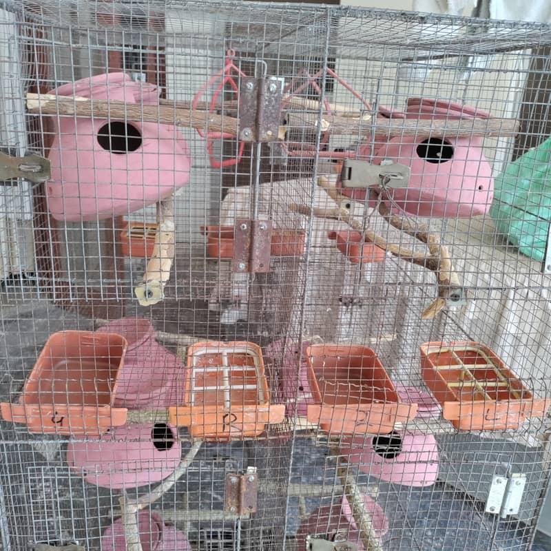 Budgies and Fischer Cage 12 Portion 11