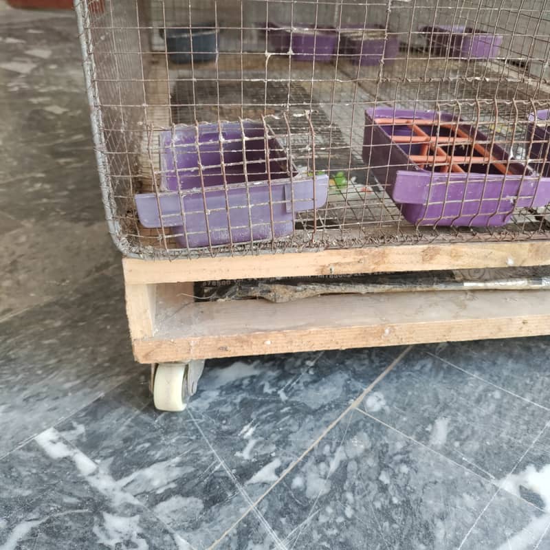 Budgies and Fischer Cage 12 Portion 12