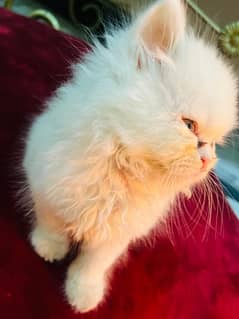 triple  coat persian