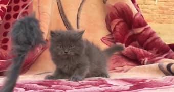 beautiful grey kitten cat 03318469577