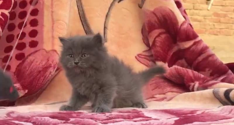 beautiful grey kitten cat 03318469577 1