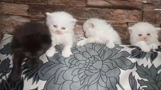 persian kitten | Cat | white kittens | kitten | fawn | black| punch