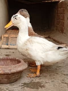 desi duck pair