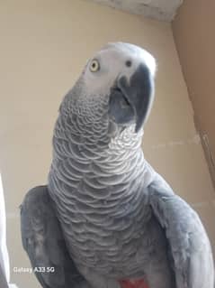 African grey parrot for sale with male raw