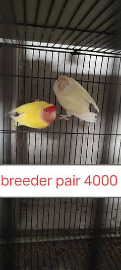 breeder