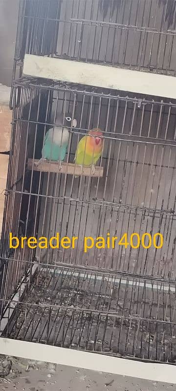 breeder pair 1