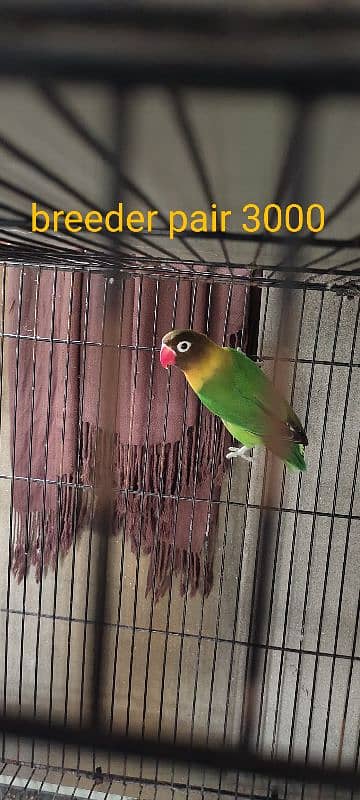 breeder pair 2