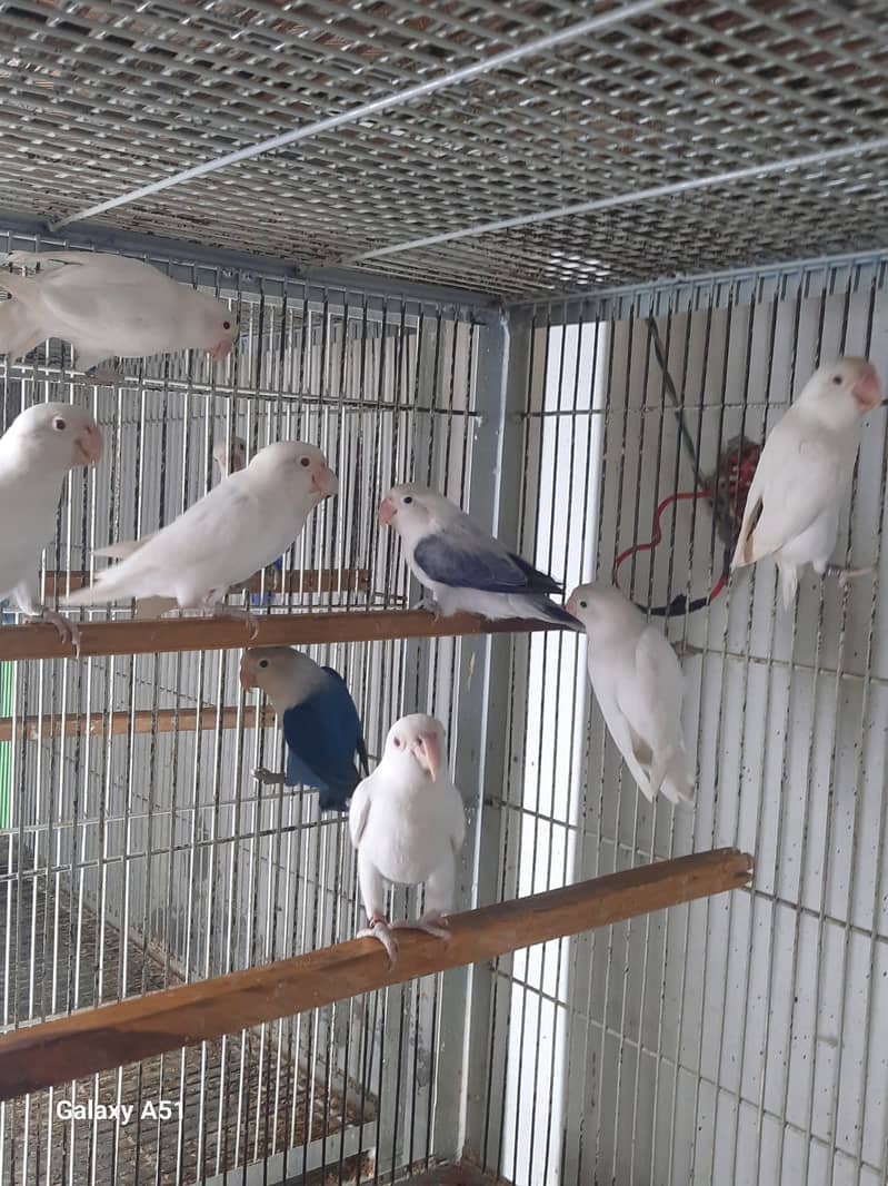 Albino red eyes | fishries | parblue | opline | parrot | love birds 5