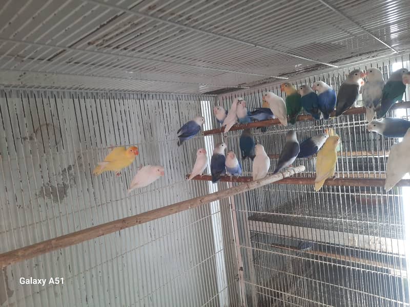 Albino red eyes | fishries | parblue | opline | parrot | love birds 8