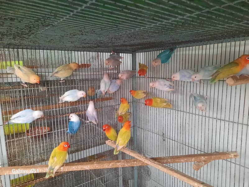 Albino red eyes | fishries | parblue | opline | parrot | love birds 7