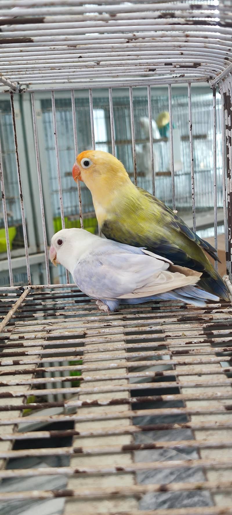 Albino red eyes | fishries | parblue | opline | parrot | love birds 4