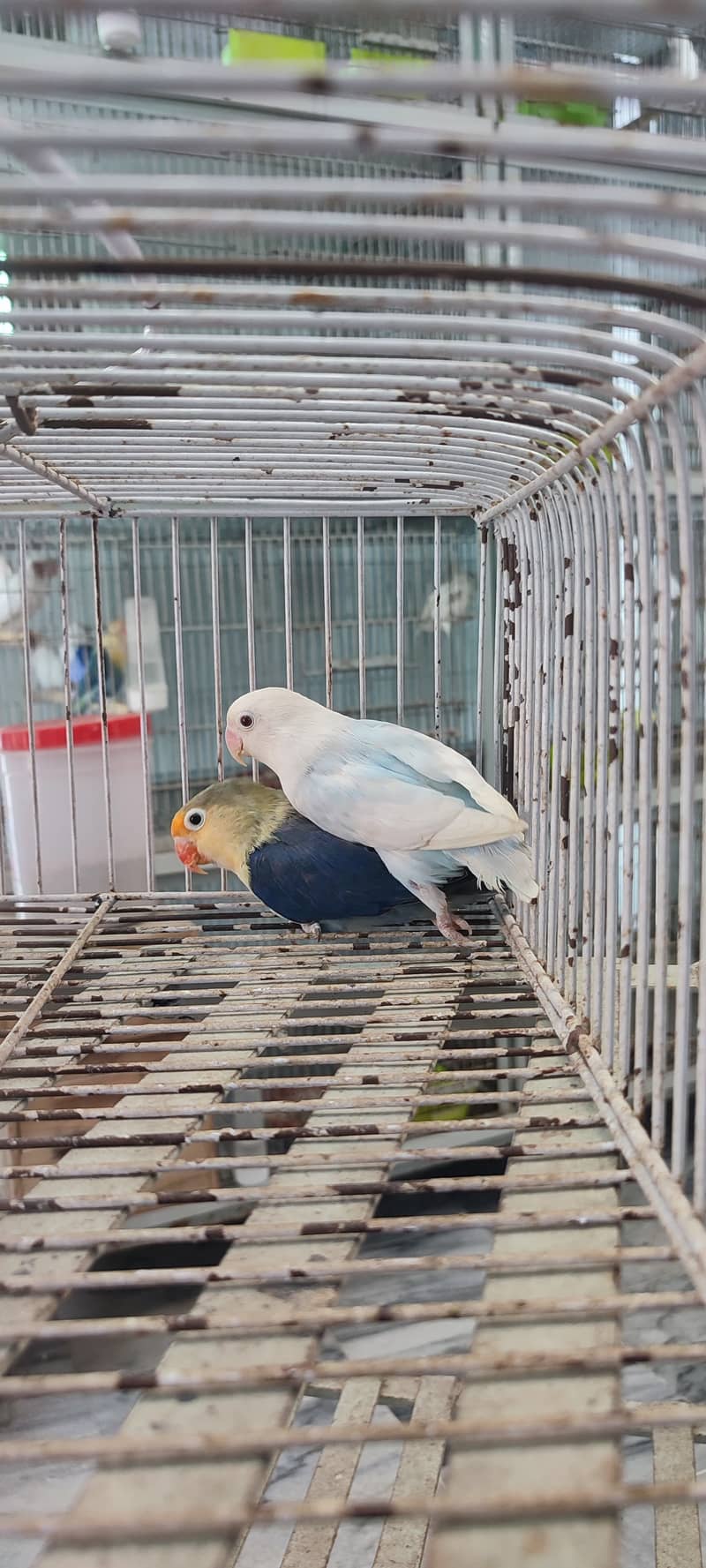 Albino red eyes | fishries | parblue | opline | parrot | love birds 3