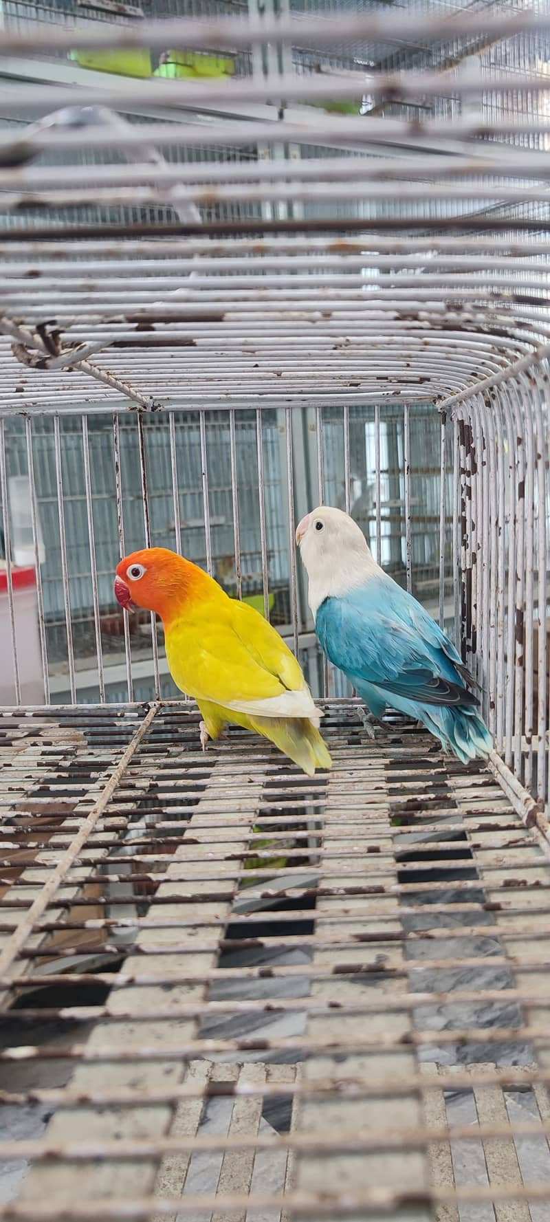 Albino red eyes | fishries | parblue | opline | parrot | love birds 2