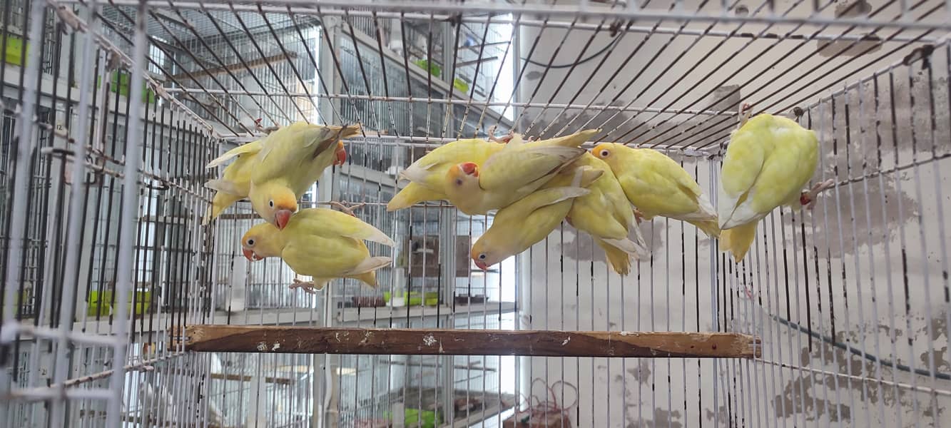 Albino red eyes | fishries | parblue | opline | parrot | love birds 1