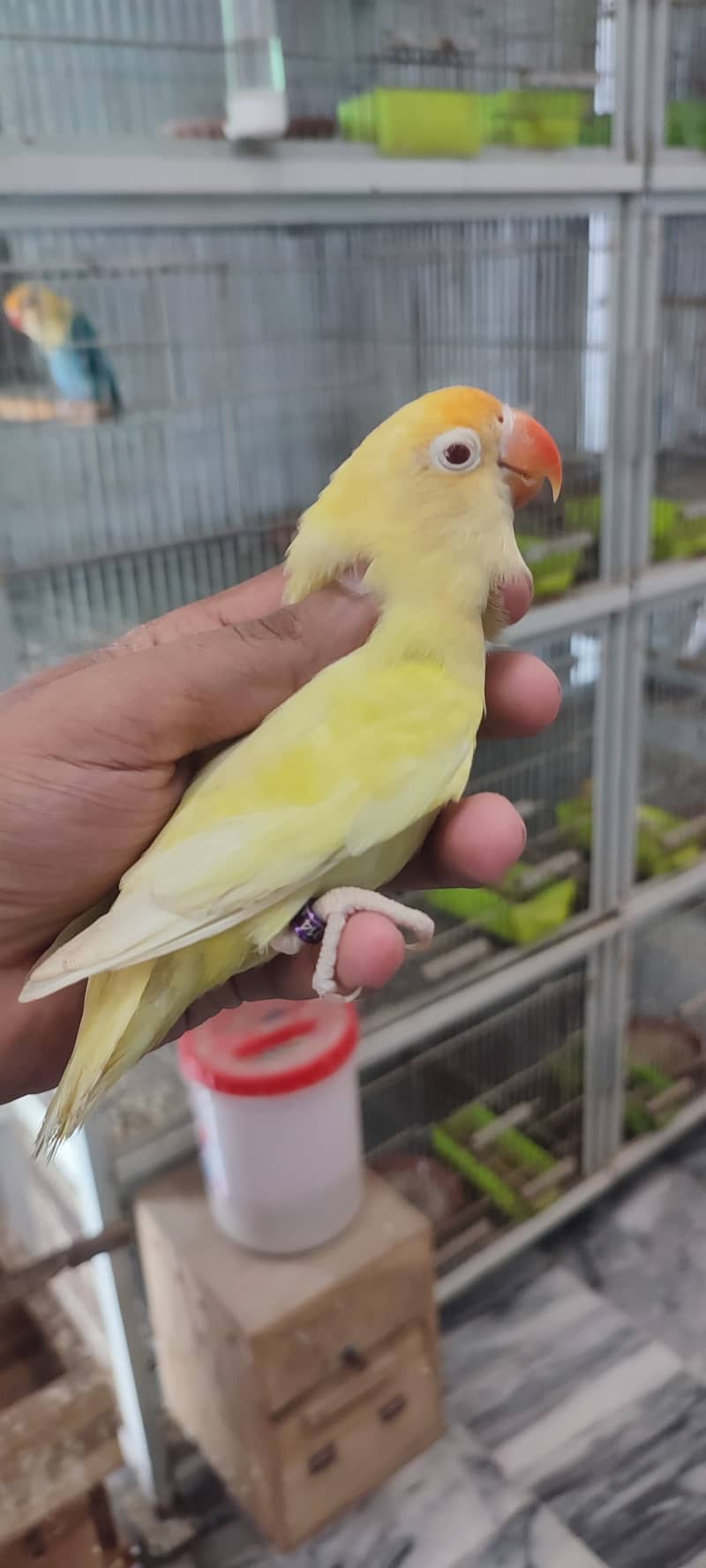 Albino red eyes | fishries | parblue | opline | parrot | love birds 0