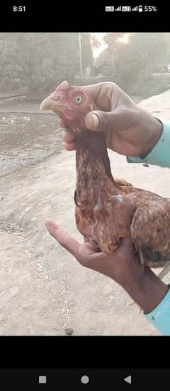 aseel female hen