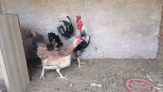 Ayam cemani and buttercup