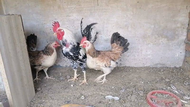 Ayam cemani and buttercup 1