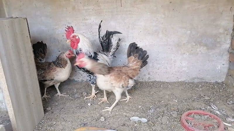 Ayam cemani and buttercup 2