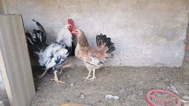 Ayam cemani and buttercup 3