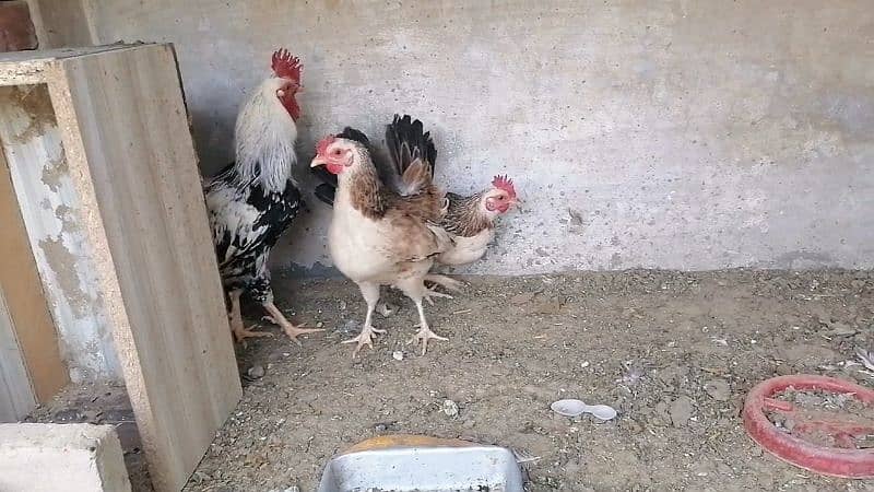 Ayam cemani and buttercup 4