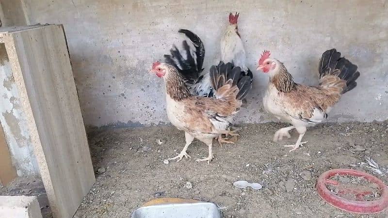 Ayam cemani and buttercup 5