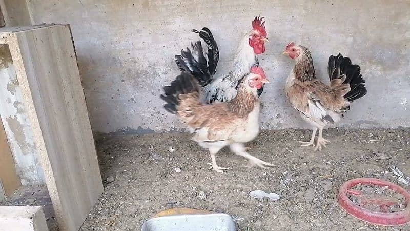 Ayam cemani and buttercup 6