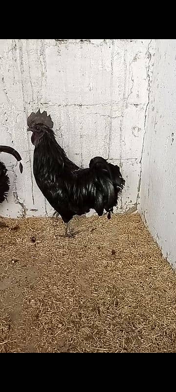 Ayam cemani fertail eggs 10