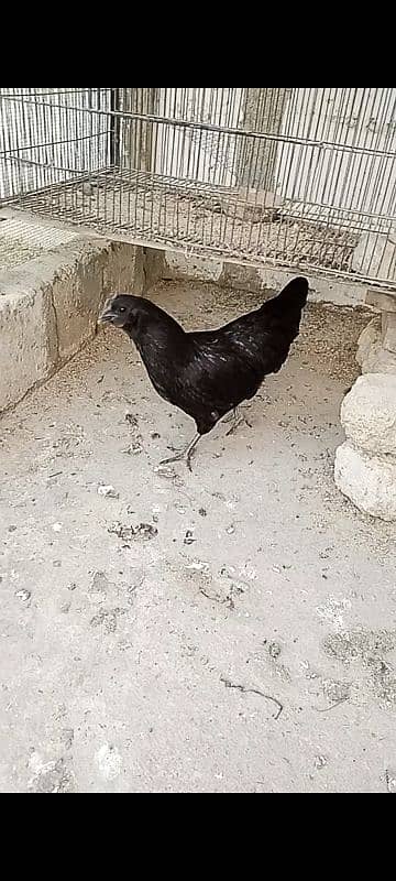 Ayam cemani fertail eggs 11