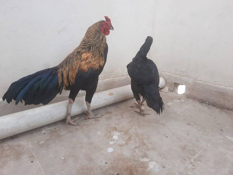 Aseel murga and murgi 2 pairs aseel murgi with 4 chicks 2 misri murgi 11