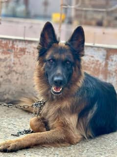 german shepherd male